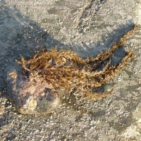 Wireweed